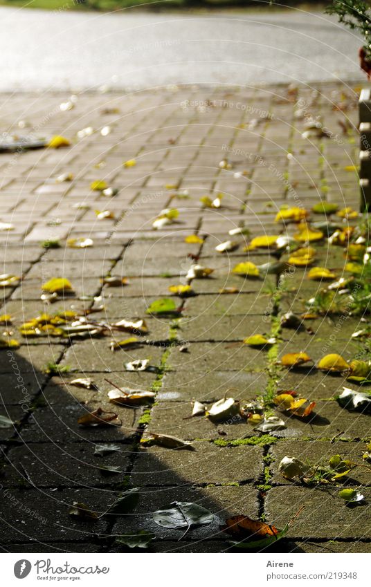 noch zwei südlichere Tage Herbst Platz Straße Herbstlaub Wege & Pfade Pflastersteine Stein gelb gold grau grün rosa Sehnsucht Einsamkeit ruhig Unendlichkeit