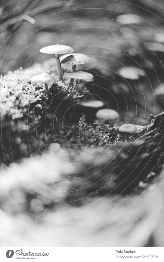 #AS# Lichtung der Pilze Umwelt Natur Pflanze ästhetisch Wachstum Waldlichtung Unschärfe Waldboden Wegrand Pilzhut Pilzsucher Pilzkopf Giftpilz Schwarzweißfoto
