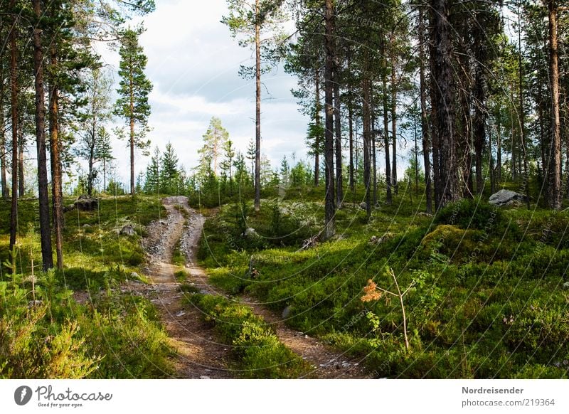 Einer von Vielen Natur Landschaft Pflanze Sommer Schönes Wetter Baum Wald Wege & Pfade authentisch Erholung Stimmung Fußweg Waldboden Kiefer Schweden