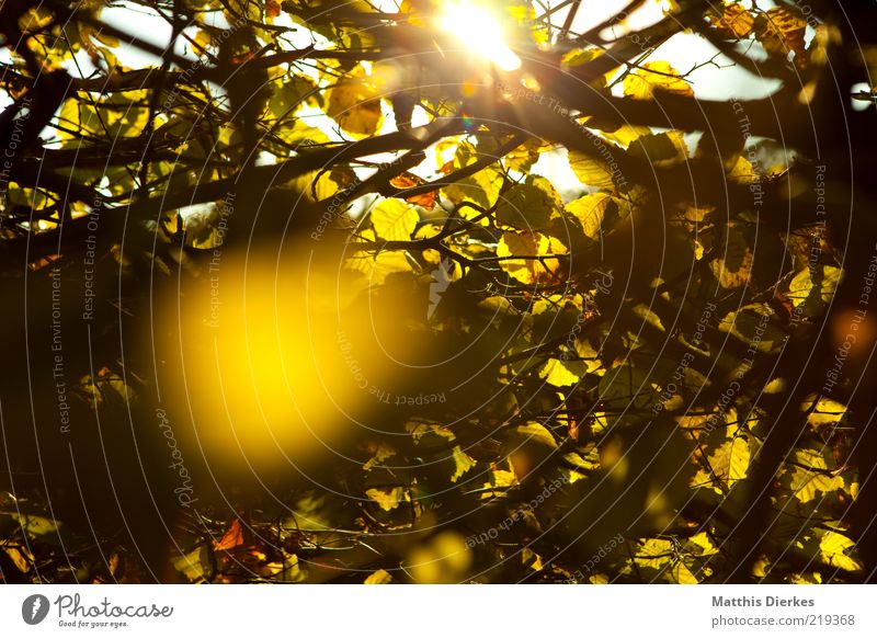 Hecke Umwelt Natur Pflanze Herbst Schönes Wetter ästhetisch einzigartig gelb gold Idylle Romantik Sträucher Gegenlicht Abenddämmerung Farbfoto Außenaufnahme