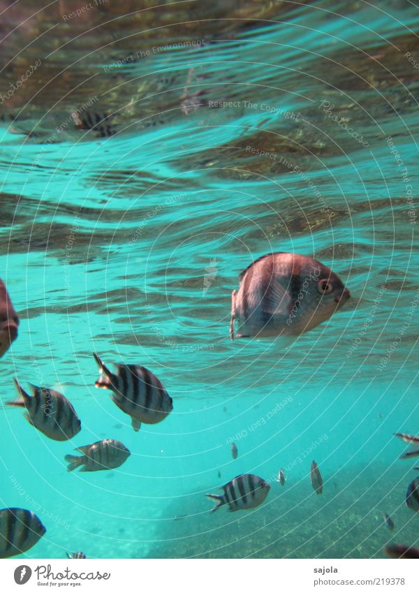 striped fishes Natur Tier Wasser Meer Wildtier Fisch Tiergruppe Schwarm Wellen Neugier Farbfoto Unterwasseraufnahme Ganzkörperaufnahme Blick Schwimmen & Baden