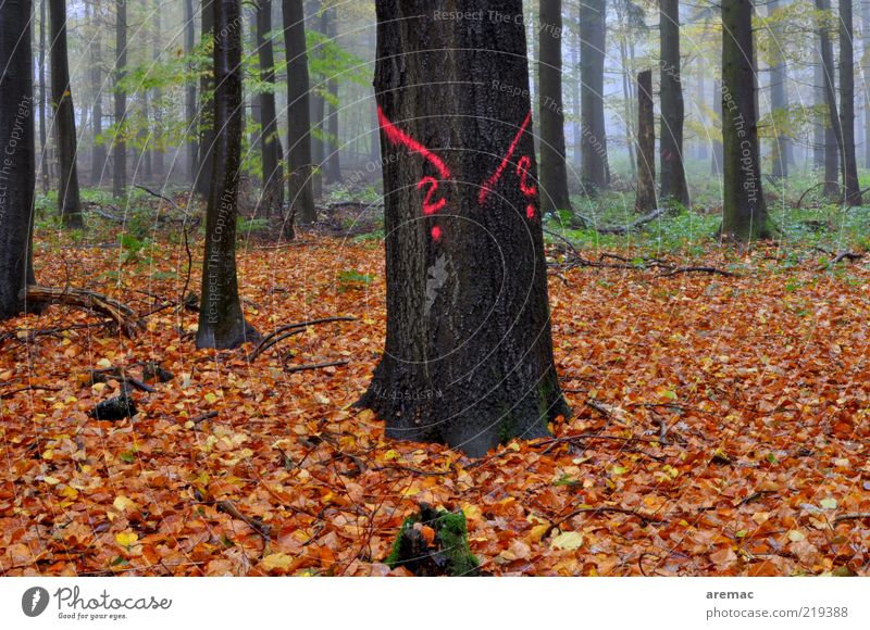 Ratlos im Wald Natur Landschaft Pflanze Herbst schlechtes Wetter Nebel Regen Baum Blatt Holz Zeichen alt dunkel braun Laubbaum Laubwald Farbfoto mehrfarbig