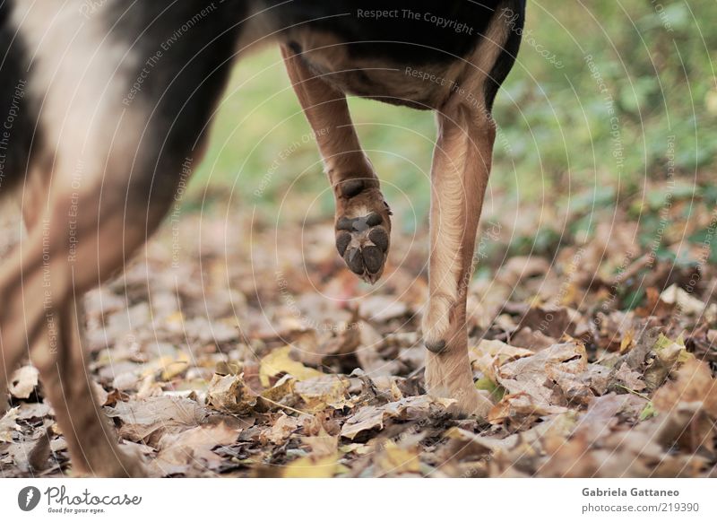 Pirsch. Tier Haustier Hund Fell Pfote 1 Jagd stehen braun ruhig Natur stagnierend Herbst Blatt Haushund Rückansicht Detailaufnahme Bildausschnitt Anschnitt