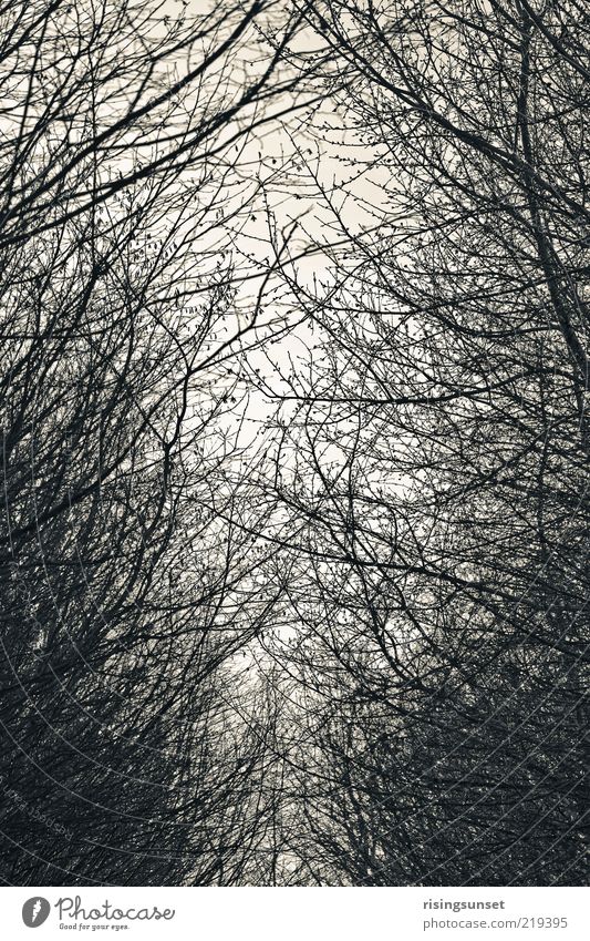 Wald & Bäume Umwelt Natur Winter Baum ästhetisch dunkel kalt grau schwarz weiß Klima Stimmung kahl Schwarzweißfoto abstrakt Menschenleer Dämmerung Schatten