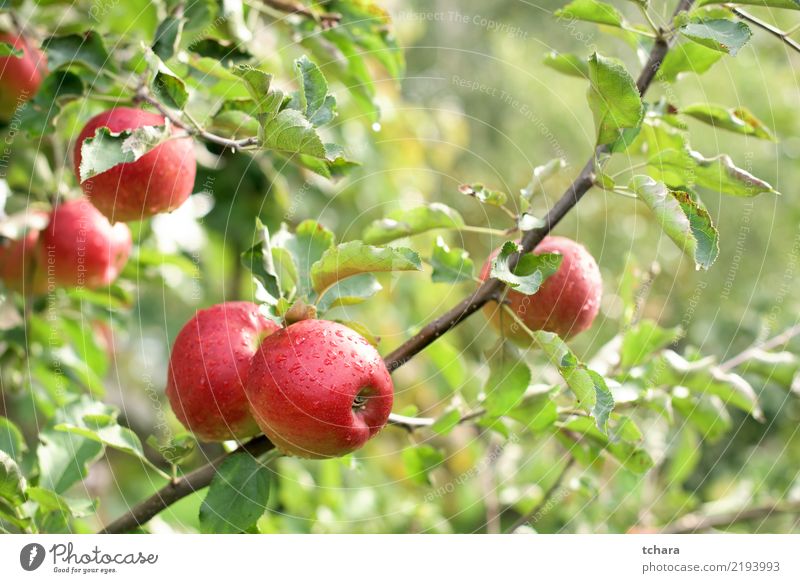 rote Äpfel Frucht Sommer Garten Natur Landschaft Pflanze Herbst Baum Tropfen Wachstum frisch natürlich saftig grün Farbe Obstgarten Lebensmittel Bauernhof reif