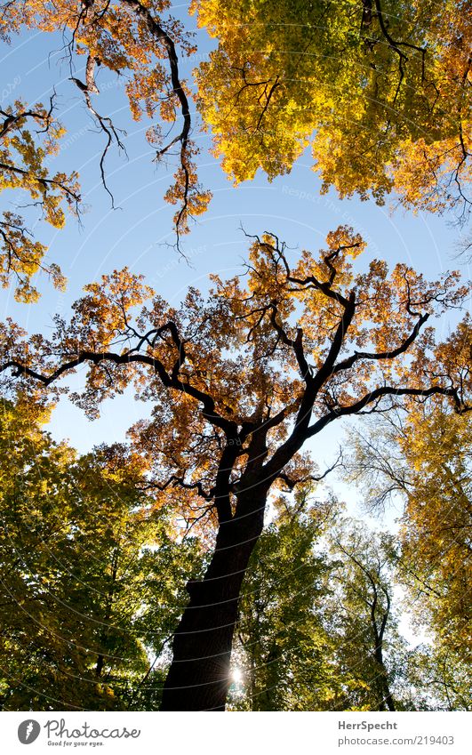 Jahreszeitgemäß Natur Wolkenloser Himmel Herbst Schönes Wetter Baum Wald braun gelb grün Herbstfärbung Herbstwald Blatt Herbstlaub Eiche Farbfoto Außenaufnahme