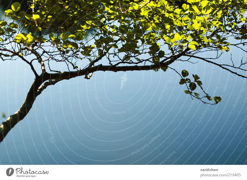 Blattwerk Natur Schönes Wetter Baum blau grün schwarz Ast einfach elegant reduziert Seeufer filigran Buche Farbfoto Detailaufnahme Menschenleer