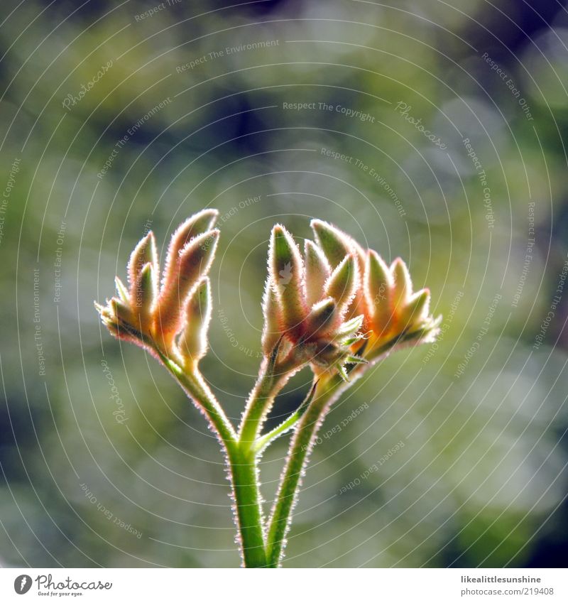 Anigozanthos Natur Pflanze Sonnenlicht Blume Blüte Topfpflanze Blühend Wachstum Farbfoto Außenaufnahme Nahaufnahme Detailaufnahme Menschenleer Textfreiraum oben