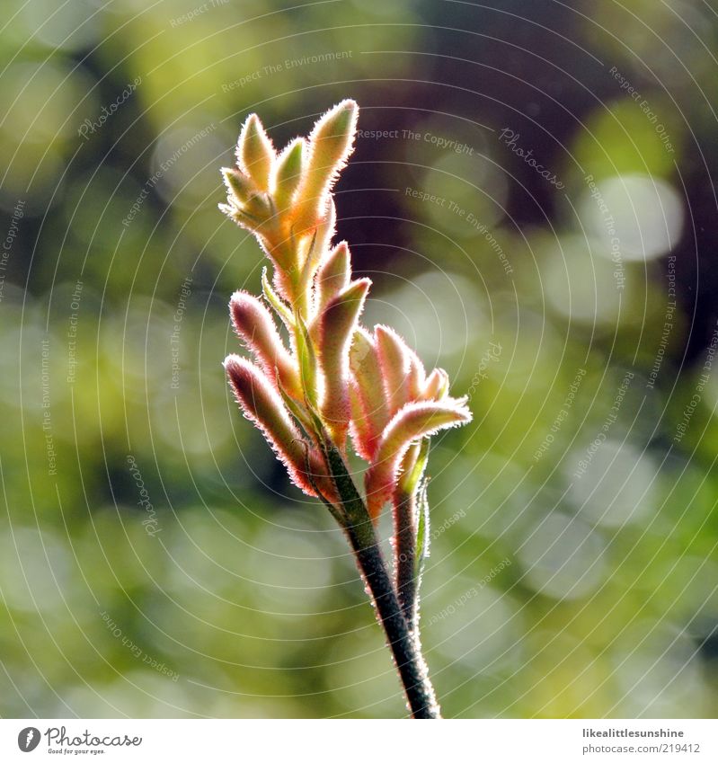 erleuchtete Anigozanthos 2 Natur Schönes Wetter Pflanze Blume Blüte Topfpflanze Blühend Farbfoto mehrfarbig Außenaufnahme Nahaufnahme Detailaufnahme