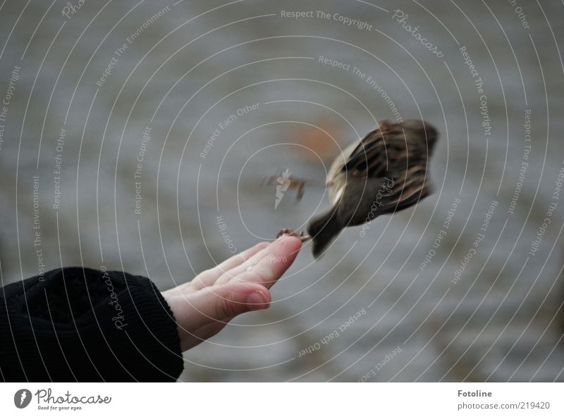 Kurve kratzen Mensch Kind Haut Arme Hand Finger Umwelt Natur Tier Park Wildtier Vogel Krallen fliegen füttern klein listig natürlich Flucht berühren Naturliebe