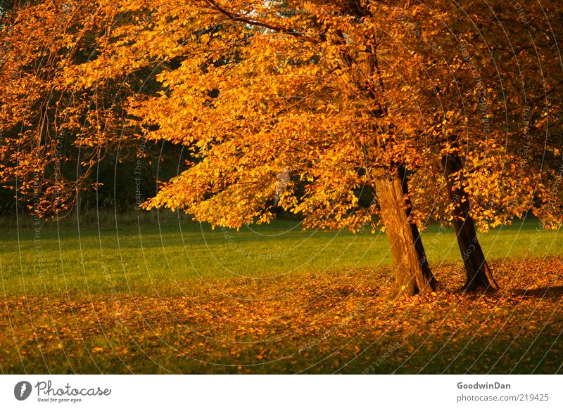 Licht. III Umwelt Natur Urelemente Erde Schönes Wetter Pflanze Baum Park alt Stimmung Herbst ruhig Farbfoto Außenaufnahme Menschenleer Dämmerung Schatten