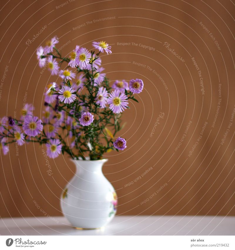 Für Mami Pflanze Blume Blatt Blüte Blumenstrauß Vase Blumenvase Porzellan Keramik Blühend Duft verblüht schön Kitsch braun grün violett rosa weiß Muttertag