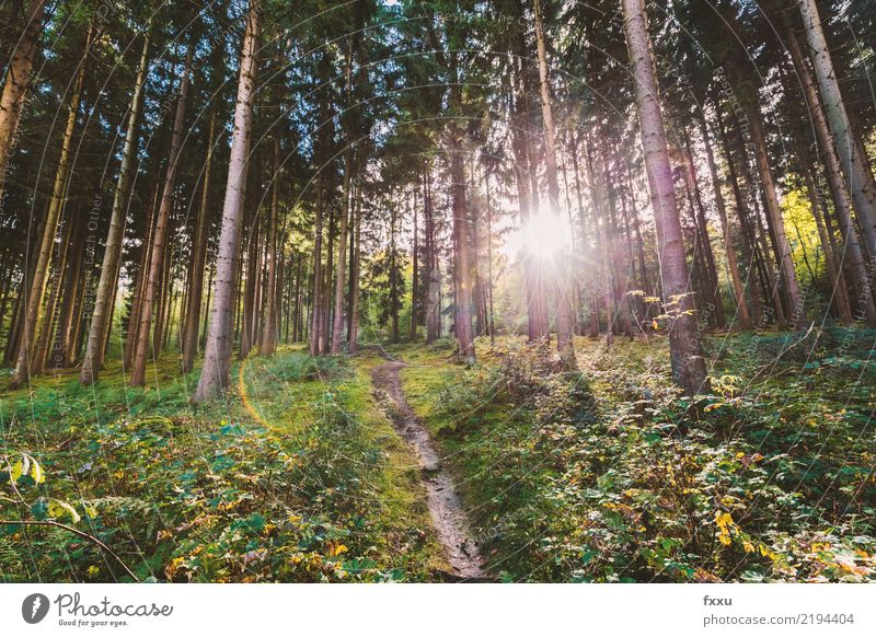 Tannenwald Rotfichte rot Sonne Gegenlicht Wege & Pfade Natur Herbstbeginn Baum Nadelbaum Landschaft wandern Menschenleer Baumstamm Lichtstimmung Verhext