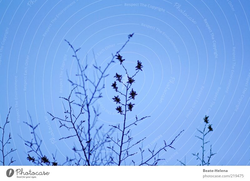 Sternchensaison Natur Pflanze Wolkenloser Himmel Herbst Schönes Wetter Sträucher Blatt Blüte ästhetisch blau Farbfoto Textfreiraum oben Textfreiraum rechts