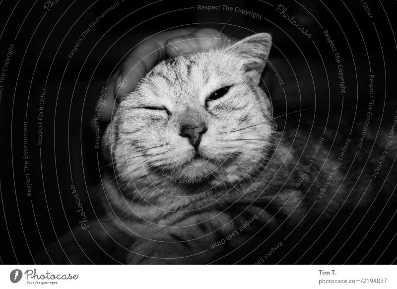 Katze Tier Haustier Tiergesicht 1 Kommunizieren Sicherheit Sinnesorgane Zufriedenheit Schwarzweißfoto Innenaufnahme Menschenleer Textfreiraum links
