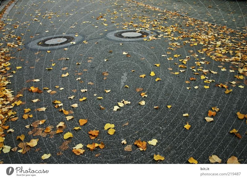 AUGEN AUF - im Straßenverkehr Umwelt Herbst Blatt Verkehrswege dehydrieren dunkel unten gelb gold grau schwarz Kanalisation Gully herbstlich Tiefbau Abfluss