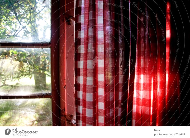 Ausblick Fenster alt authentisch dreckig rot Gardine kariert Farbfoto Innenaufnahme Nahaufnahme Detailaufnahme Muster Strukturen & Formen Menschenleer Tag