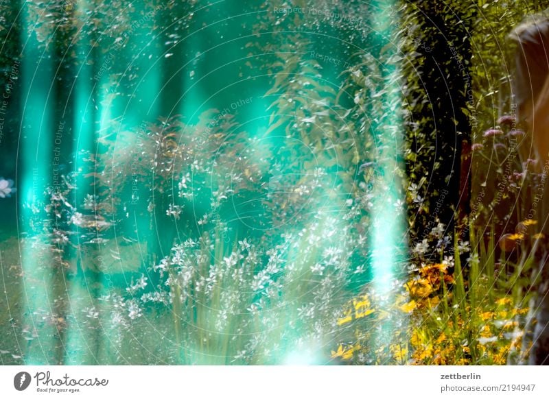 Fenster Glas Fensterscheibe Reflexion & Spiegelung Spiegelbild Vorhang Gardine Ast Baum Blume Blühend Blüte Erholung Ferien & Urlaub & Reisen Garten Gras