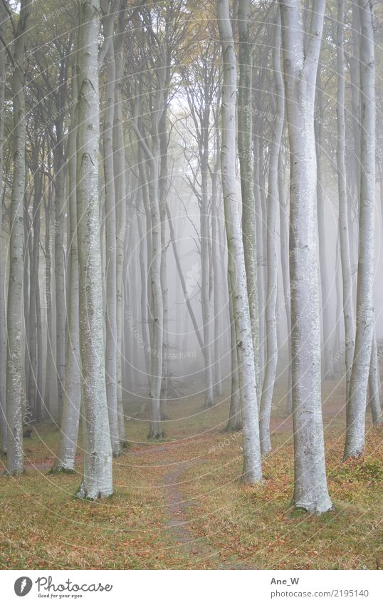 Ein Wald Ferien & Urlaub & Reisen wandern Natur Landschaft Herbst Nebel Baum Blatt Sehenswürdigkeit Wahrzeichen Weg Holz natürlich Originalität schön