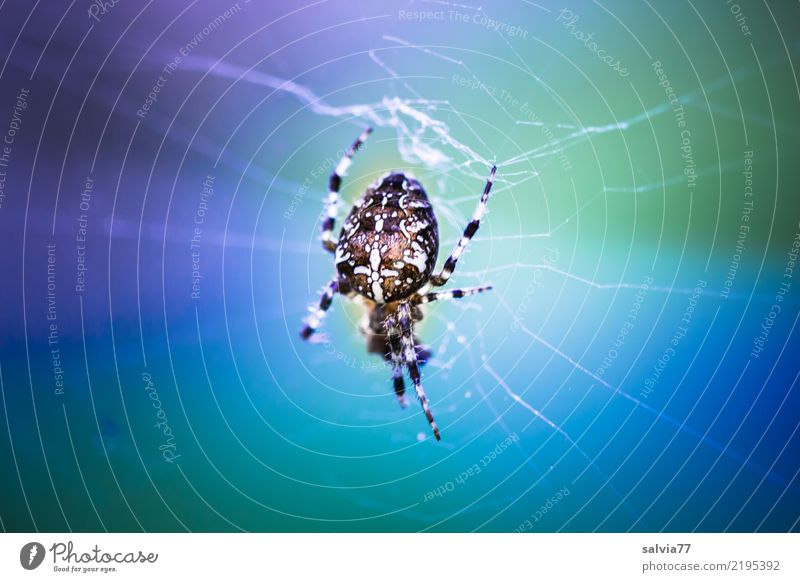 Doppeldeutigkeiten | Netzüberlastung Halloween Natur Tier Spinne Kreuz Kreuzspinne 1 hängen Jagd warten listig blau grau grün Mittelpunkt Netzsicherheit