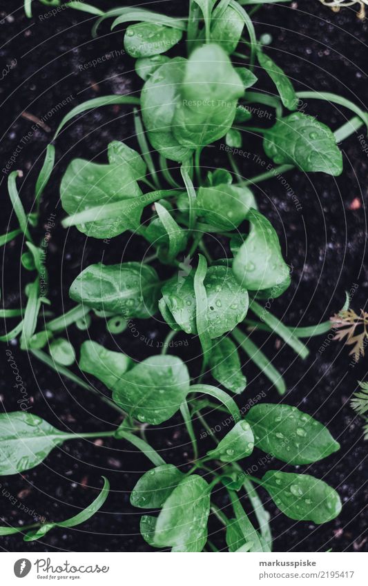 Hochbeet Aufzucht zur Selbstversorgung Lebensmittel Kräuter & Gewürze züchten Pflanze Pflanzenteile Salat Salatblatt Ernährung Bioprodukte