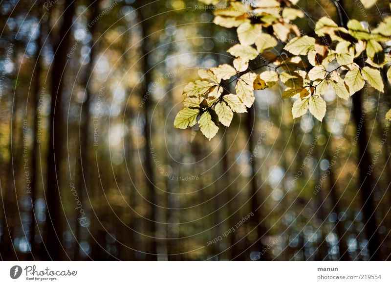 Buchenwald Natur Landschaft Herbst Baum Blatt Zweige u. Äste Herbstlaub herbstlich Wald natürlich Originalität Vergänglichkeit Wandel & Veränderung Farbfoto