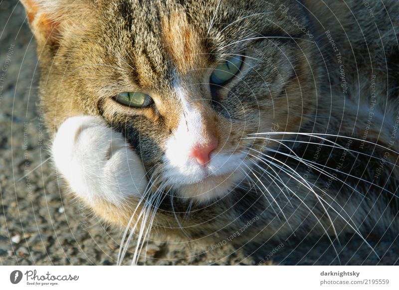 Portrait einer liegenden Katze mit Pfote elegant Gesicht harmonisch Wohlgefühl Zufriedenheit Erholung ruhig Straße Tier Haustier Tiergesicht Fell 1 berühren