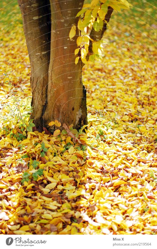 Gelber Herbst Baum Blatt gelb gold Baumstamm Buche Herbstlaub herbstlich Indian Summer Farbfoto mehrfarbig Außenaufnahme Menschenleer Tag Licht Zyklus
