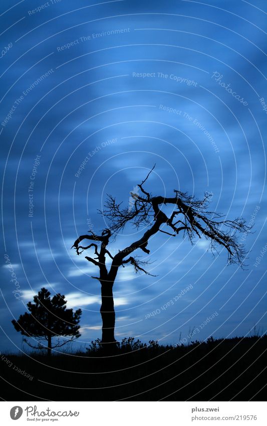 alte zeiten... Natur Pflanze Luft Himmel Wolken Nachthimmel Herbst Wetter Baum fest gruselig kalt blau schwarz standhaft Tod Farbfoto Außenaufnahme Menschenleer