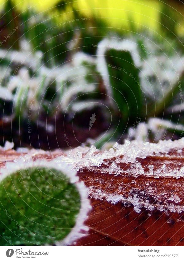 REIF Umwelt Natur Pflanze Herbst Wetter Eis Frost Gras Blatt kalt braun gelb grün rot Makroaufnahme Eiskristall Bildausschnitt Anschnitt Detailaufnahme gefroren