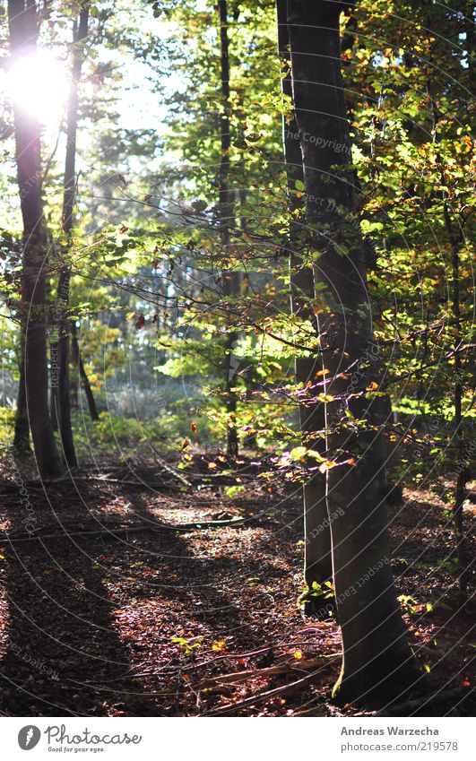 Wald Spaziergang Umwelt Natur Landschaft Pflanze Sonne Sonnenlicht Herbst Schönes Wetter Baum Blatt Wildpflanze Laubwald Laubbaum Holz frei hell mehrfarbig grün