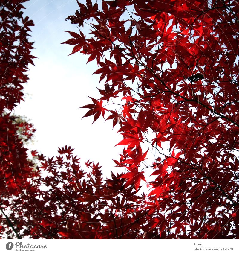 Herbstglühen schön Leben Umwelt Natur Pflanze Baum Blatt Wachstum außergewöhnlich rot Ahorn Farbfoto Außenaufnahme Menschenleer Tag Schatten Sonnenlicht