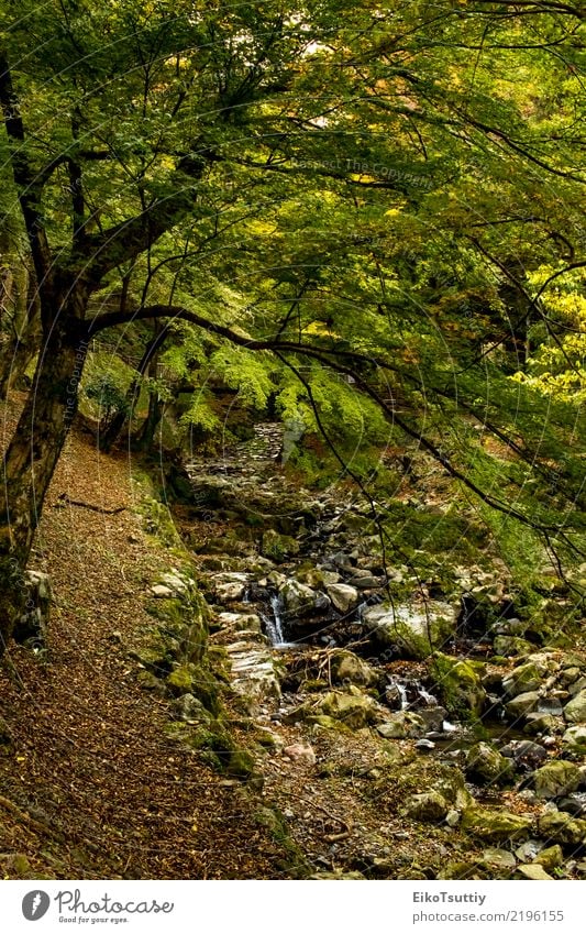 Der Nebenfluss bei Yoro Waterfall in Gifu, Japan schön Ferien & Urlaub & Reisen Tourismus Berge u. Gebirge Garten Natur Landschaft Herbst Baum Moos Blatt Park
