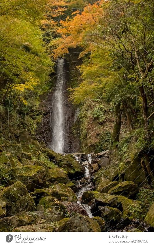 Das Wasser, das am Yoro-Wasserfall in Gifu, Japan fällt schön Ferien & Urlaub & Reisen Tourismus Berge u. Gebirge Garten Natur Landschaft Herbst Baum Moos Blatt