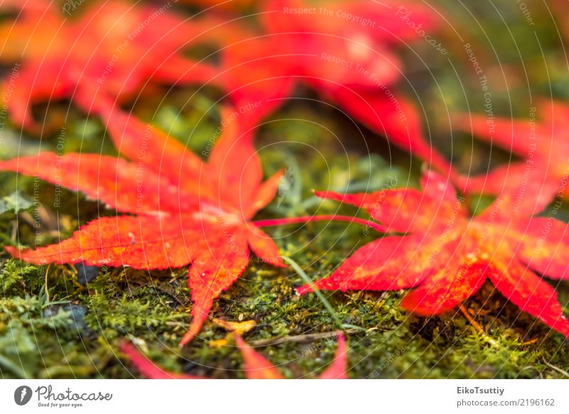 Herbstfarben-Ahornblätter am Wald in Nikko, Tochigi, Japan schön Ferien & Urlaub & Reisen Berge u. Gebirge Garten Natur Pflanze Himmel Baum Blatt Park wild rot