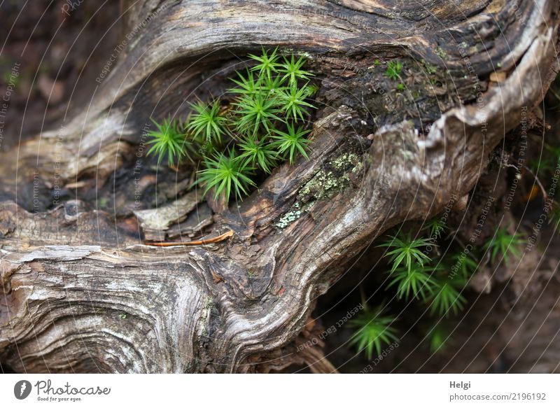 in einer alten knorrigen Wurzel wächst grünes Moos Umwelt Natur Pflanze Herbst Schönes Wetter Baumwurzel Wald Berge u. Gebirge Schwarzwald Holz liegen Wachstum