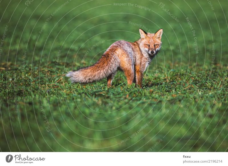 Fuchs Umwelt Natur Landschaft Tier Wildtier 1 braun grün Jagd Naturschutzgebiet Farbfoto Menschenleer Textfreiraum oben Tag Schwäche Tierporträt