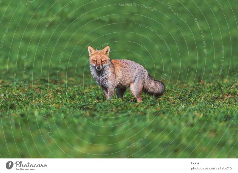 Fuchs Umwelt Natur Landschaft Tier Wildtier 1 braun grün Jagd Naturschutzgebiet Farbfoto Menschenleer Textfreiraum oben Tag Schwäche Tierporträt