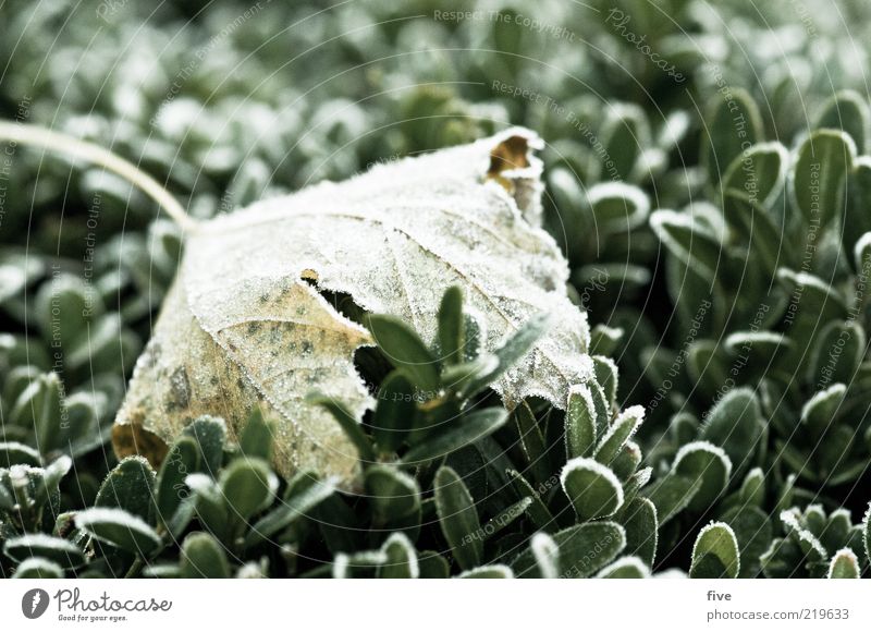 morgenfrische Umwelt Natur Herbst Pflanze Sträucher Blatt Grünpflanze kalt nass Tau Farbfoto Außenaufnahme Detailaufnahme Makroaufnahme Morgen Morgendämmerung