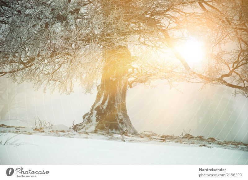Wintersonne Schnee Winterurlaub Natur Landschaft Pflanze Urelemente Klima Wetter Eis Frost Baum Wald alt frisch nachhaltig Kraft standhaft Buche eigenwillig