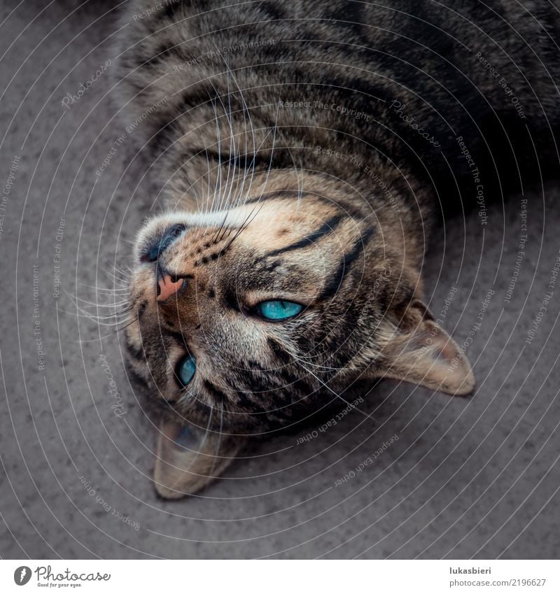 Niedlige Tigerkatze mit blauen Augen Katze Hauskatze blau-grün Blaufärbung Tierporträt Haustier Gesicht niedlich liegen ruhig bewegungslos Nase Boden beige