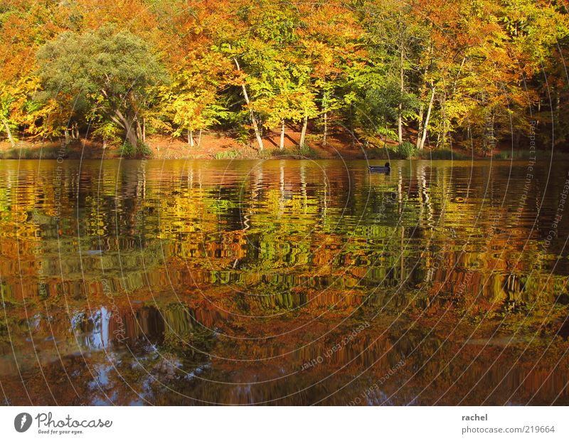 Nachmittags am See Natur Landschaft Wasser Herbst Schönes Wetter Baum Sträucher Park Wald Seeufer Teich Ente 1 Tier Erholung Farbe Pause Wandel & Veränderung