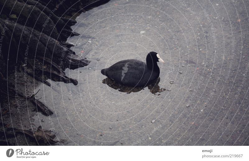 dark duck Tier 1 schwarz gruselig Ente Feder Seeufer Wasser dunkel Wurzel Blässhuhn Schwarzweißfoto Außenaufnahme Textfreiraum oben Textfreiraum unten Abend