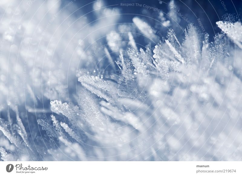 Eisfedern Natur Winter Frost Schnee Eiskristall Schneedecke gefroren Eiszeit federartig glänzend frisch kalt natürlich Sauberkeit schön ästhetisch Perspektive