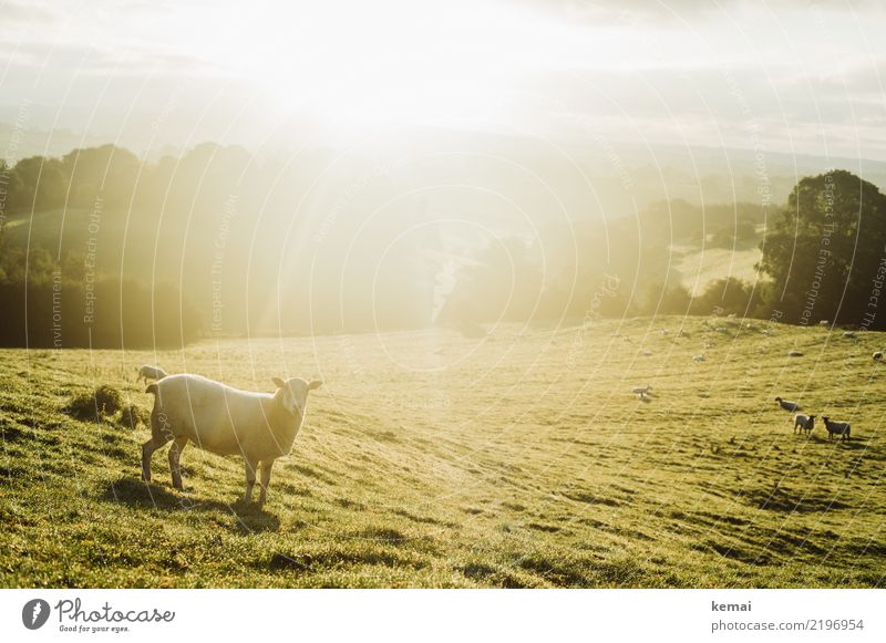 Schaf im Licht Wohlgefühl Erholung ruhig Freizeit & Hobby Ausflug Freiheit Natur Landschaft Himmel Sommer Schönes Wetter Wärme Wiese Hügel England Tier Nutztier