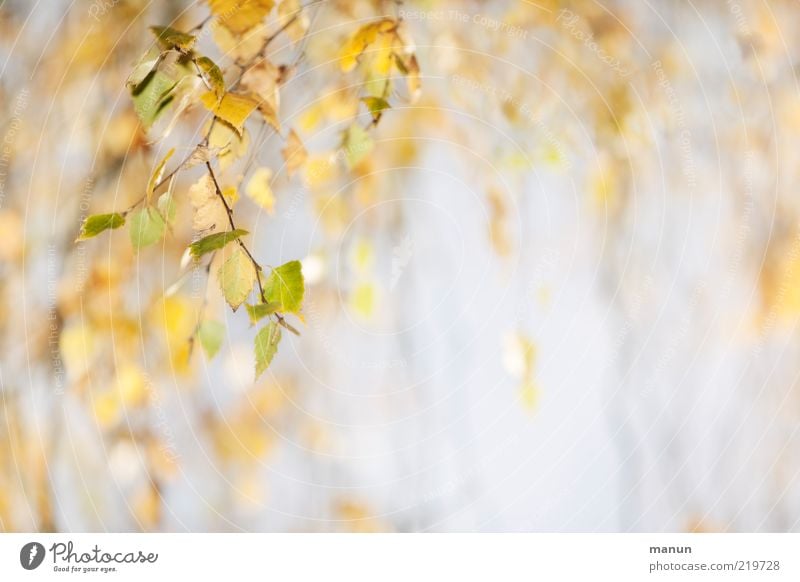 Birke Natur Herbst Baum Blatt Zweige u. Äste Herbstlaub Herbstfärbung herbstlich Herbstbeginn hell natürlich Originalität schön Wandel & Veränderung Farbfoto