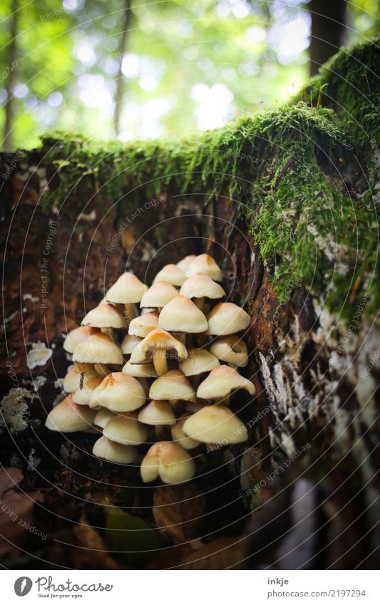 viele Pilze Natur Sommer Herbst Wald Waldboden Tiergruppe Wachstum Zusammensein klein natürlich Zusammenhalt Symbiose mehrere Moos ungenießbar Farbfoto