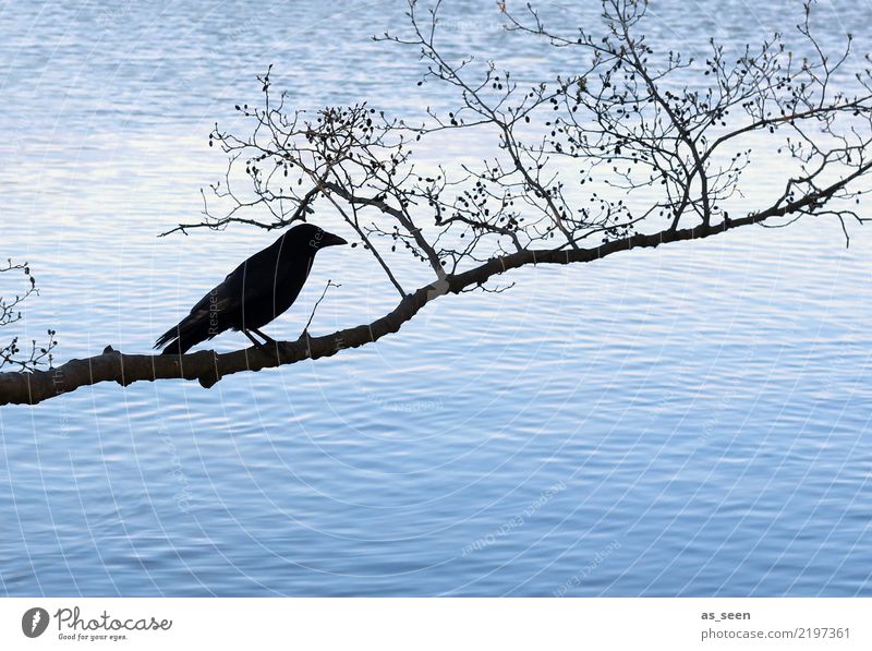 Abraxas Halloween Umwelt Natur Wasser Herbst Winter Baum Ast Zweig Küste See Vogel Rabenvögel 1 Tier hocken dunkel blau schwarz Gefühle Angst bizarr kalt