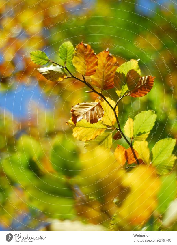 Ich mag den Herbst Holz leuchten blau braun mehrfarbig gelb gold grün Duft Herbstlaub Blatt Jahreszeiten Buche Wald Leben schillernd September Oktober Farbfoto