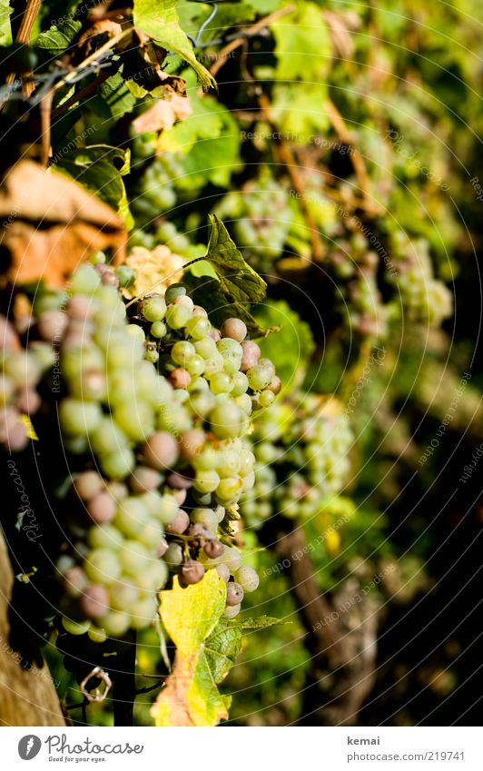Sonne tanken Umwelt Natur Pflanze Sonnenlicht Herbst Schönes Wetter Wärme Nutzpflanze Wein Weintrauben hängen leuchten Wachstum hell lecker grün Riesling